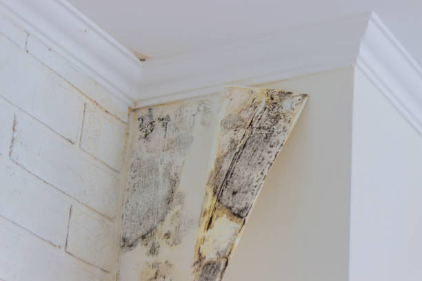 Best Mold removal after water damage  in Fairbury, NE